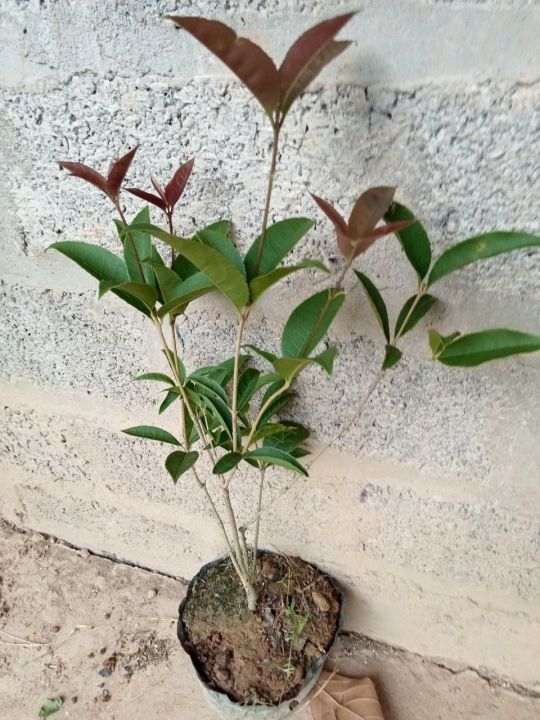 Cây Mộc Hương Ta Hoa Vàng Mini cao 40-70cm