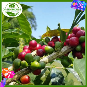 Green House® - Arabica Coffee Seeds for Planting (10 Seed) incl. Planting Instruction for Coffea Arabic Plant