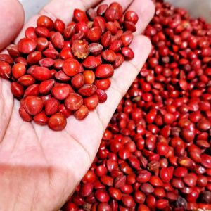 Buah sogo - biji saga besar - biji saga merah - biji saga merah non corak
