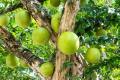 Calabash Tree Cuttings or Fruit (Miracle Fruit) for Planting or Juicing. 