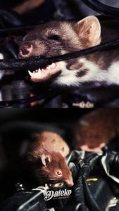 Dateko Rat Repellant Cairan Pengusir Tikus pada Kap Mobil dan Dapur Rumah Ampuh