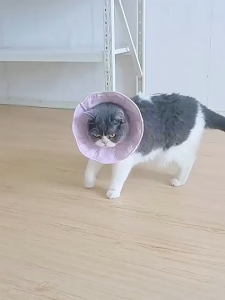 SG Comfy Soft Cone Elizabethan Collar Recovery Collar for Post Surgery Dogs/ Cats