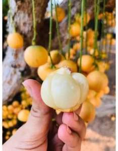 ต้นมะไฟเหรียญทอง ขนาดที่ส่ง 60-70 cm ขยายพันธุ์แบบกิ่งตอน ปลูก1- 2 ปีติดผล 🌺 ลูกใหญ่ รสชาติหวาน 🚚ปลูกได้ทุกสภาพดิน 🚚