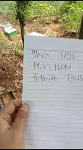 Madu Asli Murni Hutan Randu 1kg