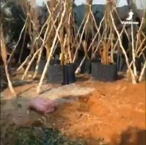 Bầu Ươm Cây V6 Thông Minh Khổ từ 20cm đến 80cm Cuộn Dài 50m Chất Liệu Nhựa PVC Dày Chắc Chắn Tặng Kèm 10 Vít