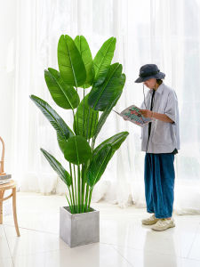 LIANYOU | High-end Luxury Decorative Plant Travelers Palm