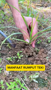 Akar Teki Kering / Akar Suket Teki Kering / Akar Rumput Teki Kering Herbal 100% Organik