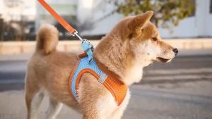 【Redouble Breathable】Dog Leash Dog Harness With Leash Dog Collar And Leash Dog Leash With Harness Puppy Leash Pet Harness
