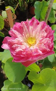 Multi Layer Lotus SEED / Biji Teratai Peony