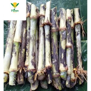 Bibit Rumput BIOVITAS BB BIOGEN 1 kg Protein Tinggi