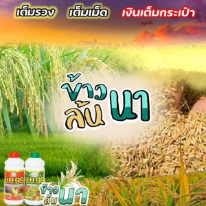 ปุ๋ยระเบิดรวงข้าว บูม99🔥มีส่วนลด แถมเสื้อ+ถุงมือ🔥เก็บโค้ดส่งฟรีก่อนสั่ง‼️