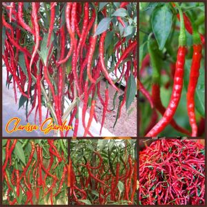 100 BUTIR BIJI | BENIH TANAMAN CABE MERAH KERITING