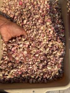 กระเทียมไทยแกะกลีบ