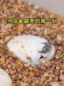 【店铺热门爆款】乌龟蛋可孵化成长舱活物爬台专用乌龟缸宠物箱小龟观察家用饲养盒