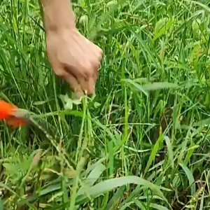 [HCM]Liềm Cắt Cỏ Siêu Bén Làm Từ Thép Đặc Biệt Sử Dụng Cắt Cỏ Lúa Cây Trồng Nông Nghiệp-TyHome