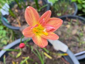 Q.หัวดอกบัวดิน อำภารำไพ หัวละ 40 บาท