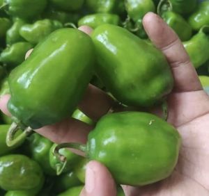 Cabe Gendot 500 Gram