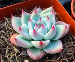 多肉植物  ❤️マディバ ❤️ 饺子皮❤️1大頭15cm拔キ苗 Echeveria Madiba Succulent 3cm Without Pot 马帝巴/ 饺子皮