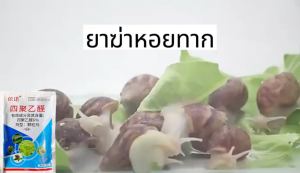 หอยทากตายหมดแล้ว ยาฆ่าหอยทาก 500g ฆ่าหอยทาก ไม่ทำร้ายผัก100% ยาฆ่าหอย 1 ถุงฆ่า10000หอยทาก ยาฆ่าหอยทาก ยาหอย