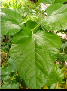 10 Lá  Dâu Tằm Tươi Thức Ăn Cho Tép Cảnh Hút Chân Không( Vitamin - Khoáng Chắc )