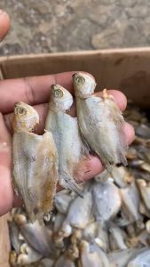 COD ikan asin sepat kecil/ikan betok/ikan sepat bakrik 1 kilo murah gratis ongkir