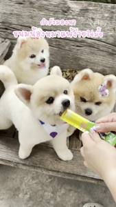 Bestie ขนมหมาเลีย Plant-Based รสมันหวานและบรอกโคลี 3 ห่อ