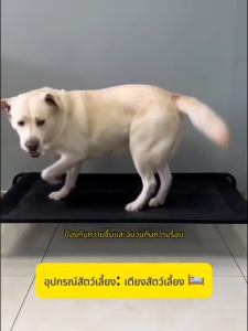 เตียงสัตว์เลี้ยง ที่นอนหมา เตียงสุนัข ที่นอนเเมว ผ้าตาข่าย ระบายอากาศ ป้องกันความชื้น เตียงระบายอากาศ