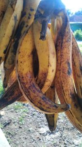 pisang tanduk madu cianjur selatan 100//1kg
