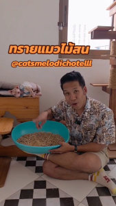 ทรายแมวไม้สน Cat Melody ทรายแมว ออร์แกนิค แตกตัวเป็นผง เก็บกลิ่นได้ดี ประหยัด ขนาด 10 ลิตร