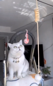 ปลอกคอแมวนิรภัยมีขนาดแมวเด็กและแมวโตปลอกคอแมวน่ารัก กระดิ่งแมวกวัก นปลอกคอแมวและสุนัข กระดิ่งแมว ปลอกคอสัตว์เลี้ยง