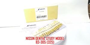 Nissin B3-305 Dental Anatomy Model: A Comprehensive Guide