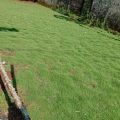 rumput peking/jepang 1 meter tanaman rumput hias halaman rumah. 