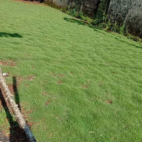 rumput%20peking/jepang%201%20meter%20tanaman%20rumput%20hias%20halaman%20rumah%20-%20Image%204