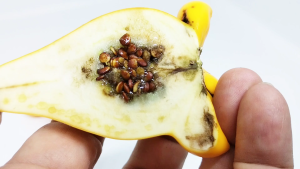 20pcs GOAT MILK EGGPLANT SEEDS (Solanum mammosum)  / BENIH BUAH TUMBUHAN KUNING BENTUK UNIK 20 biji