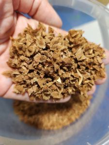 กำยานโอมาน เมล็ดใหม่ เก็บ เมษา 68