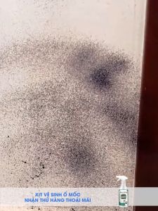 Chai Xịt Tẩy Mốc Tường Star Brite 500ml Kèm Vòi Xịt Tẩy Sàn Nhà Ố Vàng Tường Nhà Rêu Mốc Lâu Ngày Hiệu Quả