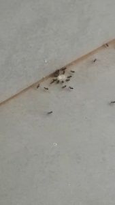 🔥🔥 เจลกำจัดมด/แมลงสาบ 1 แถม 1 🔥🔥 #เจลกำจัดมด #เจลกำจัดแมลงสาบ #กำจัดมด #กำจัดแมลงสาบ ปี22 แถม ปี21