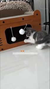 บ้านแมวกระดาษ เตียงแมว และที่ลับเล็บ บ้านแมวหลังใหญ่หนา บ้านลับเล็บแมว