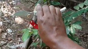 Gunting Dahan Ranting Kayu Bengkok Potong Bunga Full Besi Pruning Shears