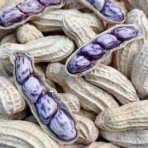 Colorful Wild Shell Peanuts