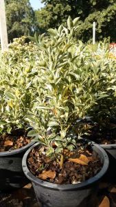 ส้มจี๊ดใบด่าง สำหรับตรุษจีน ไม้มงคล รากเต็มกระถางต้นแข็งแรง กระถาง 11 นิ้ว (กทม)