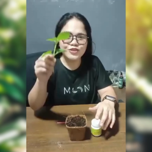 Premium Gold Edition Rooting Hormone Powder for Seedling Root Development - Garden Propagation Aid