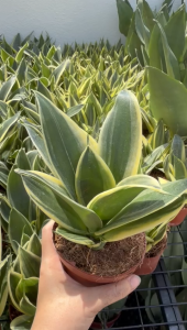 Sansevieria Golden Hahnii Special (Darker Green) Birds Nest Snake Plant Indoor Snake Plant with Pot