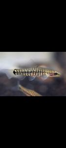 Nemacheilus zebra loach - zebra Loach air tawar - Hiasan Aquarium Aquascape Per 3 Ekor