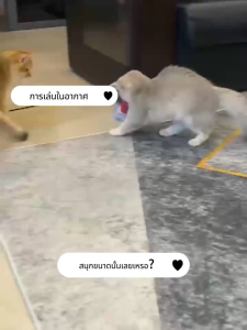 ของเล่นสัตว์เลี้ยง ที่ทนทานต่อการกัด ตุ๊กตาหนู สําหรับสัตว์เลี้ยง แมว บอลกรงกระดิ่ง ลูกบอลขนนกล้มลุก บอลของเล่นแมว ขนนกล่อแมว ของเล่นลูกบอล ของเล่นล่อแมว