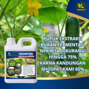 InterFarm Booster POC - Pupuk Cair Organik untuk Timun Merah Muda