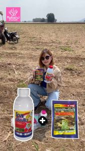 โกลแจ็คสัน1ลิตร+อีมาน้ำเงิน2ซอง กำจัดและป้องกัน หนอนกอสีชมพู หนอนกอสีขาว หนอนม้วนใบข้าว ในไร่อ้อย 1ชุดได้10ไร่