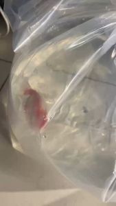 Túi ni nhựa ni lông đóng cá cảnh cá vàng guppy bảy màu dĩa La Hán Chép sư tử..nhiều kích thước (1kg)