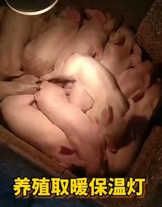 Infrared Heat Lamp Bulb for Livestock Pigs Poultry Goat Cattle Bulb for Animals 100 Watts Heat Emitter Infrared Heater