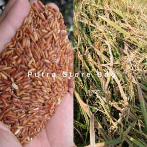 Benih padi beras merah / jenis cupat mangu asli per 1 kg